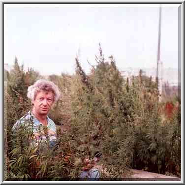 A.S. among marijuana weeds in Krasnogorsk, near Cheliabinsk, south Ural. Russia, August 11, 2001