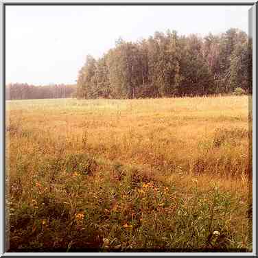 Typical birch groves of southern Ural near ...[10 words]... Cheliabinsk, Russia, August 12, 2001