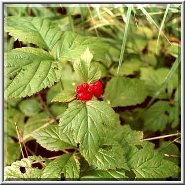 Edible wild berries in a birch grove near Korkino ...[5 words]... Cheliabinsk, Russia, August 12, 2001