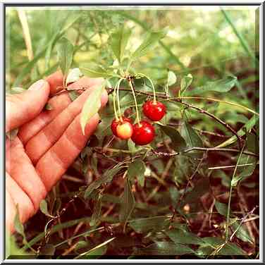 Wild cherry in a birch grove near Korkino in ...[4 words]... Cheliabinsk, Russia, August 12, 2001