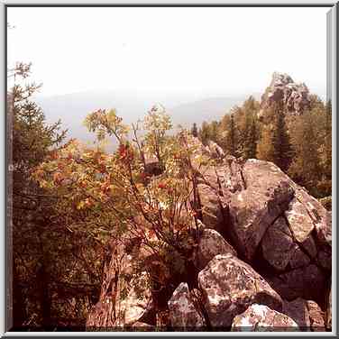 Ash tree on a summit of Aleksandrovskaya Sopka ...[3 words]... Southern Ural. Russia, August 14, 2001