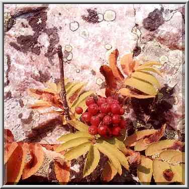 Ashberry on Aleksandrovskaya Sopka hill near Zlatoust, Southern Ural. Russia, August 14, 2001