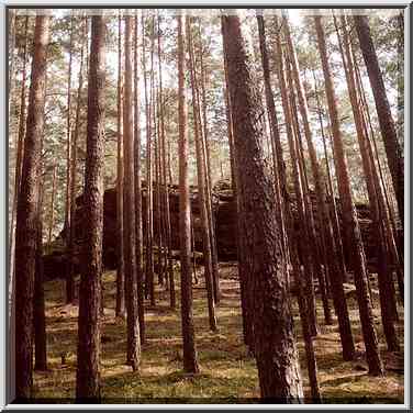 A forest with ostantsy rocks (kind of geological ...[4 words]... Southern Ural, Russia, August 15, 2001