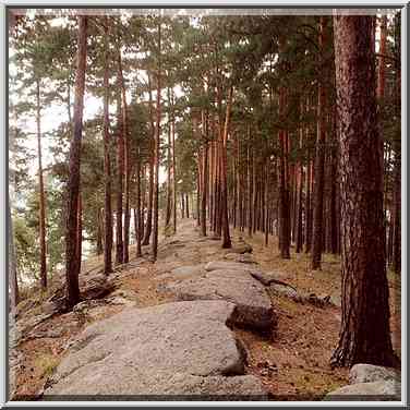 Shores of Turgoyak Lake near Miass. Southern Ural, Russia, August 15, 2001