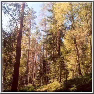 A forest on hills west from Petiayarvi, 50 miles ...[2 words]... St. Petersburg. Russia, August 19, 2001