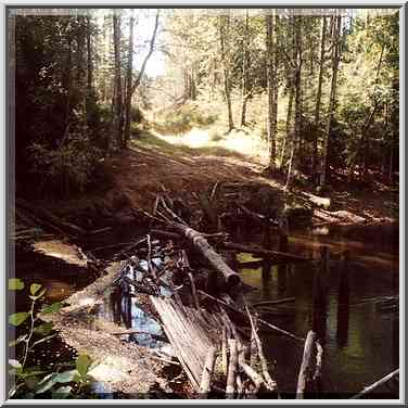 A shaky bridge across Volchya River 2 miles west ...[6 words]... St. Petersburg. Russia, August 19, 2001