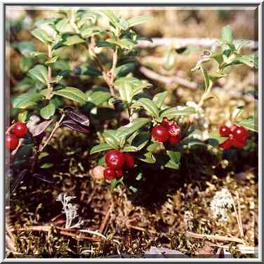 Cow berry in a forest 2 miles west from ...[5 words]... St. Petersburg. Russia, August 19, 2001