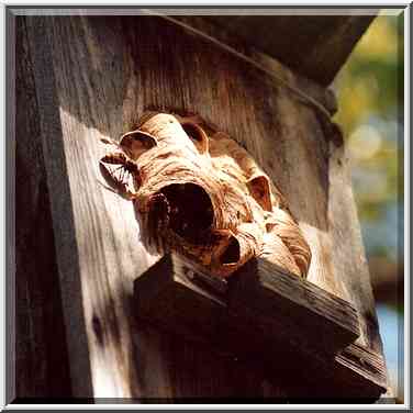 A wasp nest in a forest 2 miles west from ...[5 words]... St. Petersburg. Russia, August 19, 2001