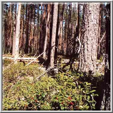 Cow berry in a pine forest 2 miles west from ...[5 words]... St. Petersburg. Russia, August 19, 2001