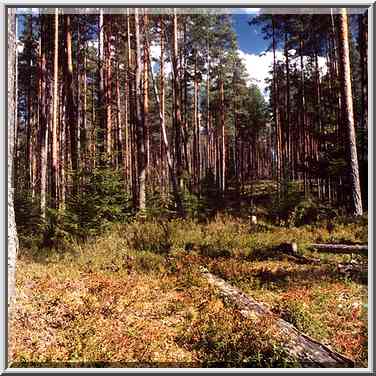 Cow berry in a cutting in a pine forest 2 miles ...[7 words]... St. Petersburg. Russia, August 19, 2001