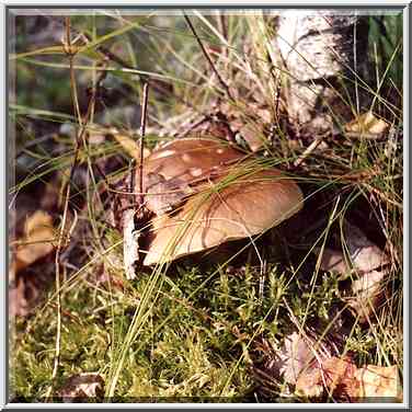 An edible mushroom Boletus edulis (Belyi Grib, in ...[10 words]... St. Petersburg. Russia, August 21, 2001