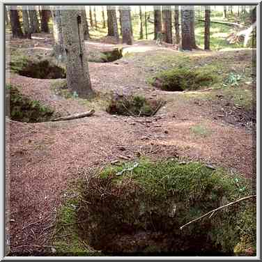 Mysterious mounds in a fir forest 2 miles west ...[6 words]... St. Petersburg. Russia, August 21, 2001