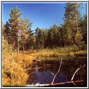 A marsh 2 miles west from Kanneliarvi, 50 miles ...[2 words]... St. Petersburg. Russia, August 21, 2001