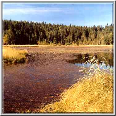 A lake and a marsh 2 miles west from Kanneliarvi, ...[4 words]... St. Petersburg. Russia, August 21, 2001