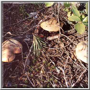 Wide spread edible mushrooms (maslionok in ...[10 words]... St. Petersburg. Russia, August 21, 2001