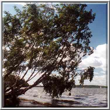 Kavgolovo Lake 9 miles north from St. Petersburg. Russia, August 26, 2001