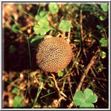 A puffball mushroom near Kavgolovo Lake 9 miles ...[2 words]... St. Petersburg. Russia, August 26, 2001