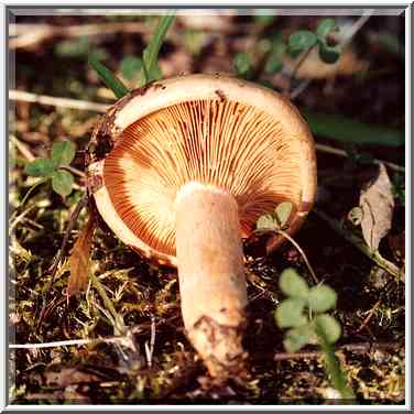 Ryzhik mushroom near Kavgolovo Lake 9 miles north from St. Petersburg. Russia, August 26, 2001