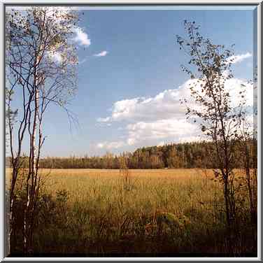 A marsh of Kavgolovo Lake 9 miles north from St. Petersburg. Russia, August 26, 2001