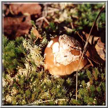 A mushroom in Sosnovka Park. St. Petersburg, Russia, August 26, 2001