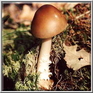 A mushroom in Sosnovka Park. St. Petersburg, Russia, August 26, 2001