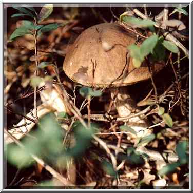 An edible mushroom in Sosnovka Park. St. Petersburg, Russia, August 26, 2001