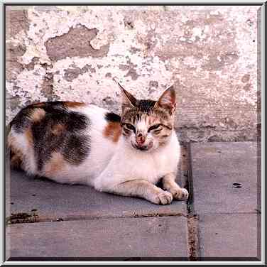 A cat at Rutenberg St., Shekhuna Dalet ...[2 words]... the Middle East, September 7, 2001