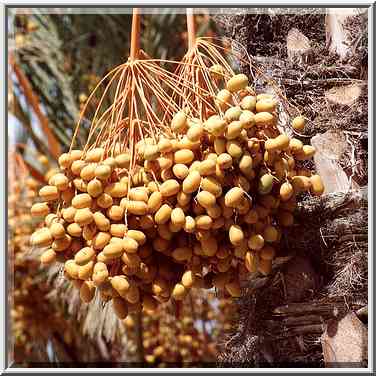 A date palm in BGU. Beer-Sheva, the Middle East, September 8, 2001