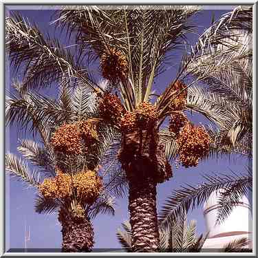 Dates in BGU. Beer-Sheva, the Middle East, September 8, 2001