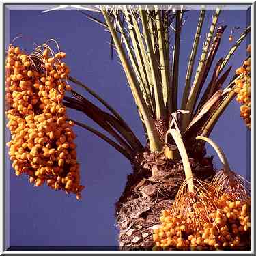 A date palm in BGU. Beer-Sheva, the Middle East, September 8, 2001