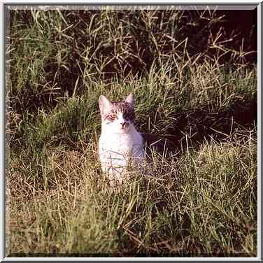 A cat at Nili St., Shekhuna Gimmel neighborhood. Beer-Sheva, the Middle East, September 7, 2001