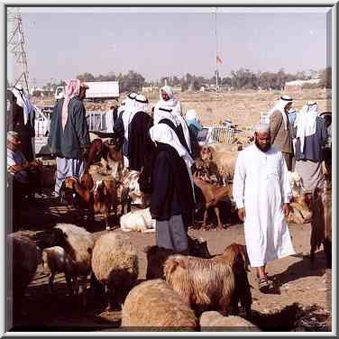 Animal section of Bedouin Market. Beer-Sheva, the Middle East, September 13, 2001