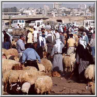 Animal section of Bedouin Market. Beer-Sheva, the Middle East, September 13, 2001