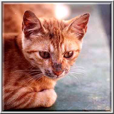 A cat sitting on a dumpster in Shekhuna Dalet ...[2 words]... the Middle East, September 14, 2001