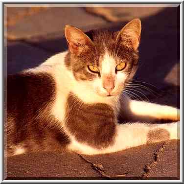 A cat warming at evening sun in Shekhuna Dalet ...[2 words]... the Middle East, September 14, 2001