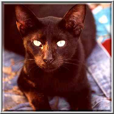 A black cat at evening lying on trash rags at ...[3 words]... the Middle East, September 17, 2001