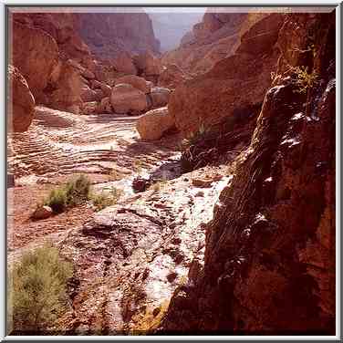 A small spring in the canyon of Ein Bokek, near ...[2 words]... The Middle East, September 18, 2001