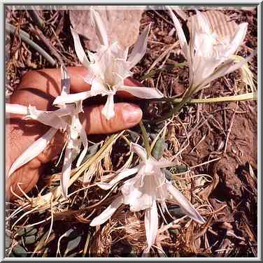 Wide spread autumn flowers near Mediterranean ...[4 words]... The Middle East, September 19, 2001