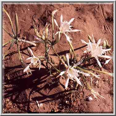 Common autumn flowers in dunes near Mediterranean ...[11 words]... The Middle East, September 19, 2001