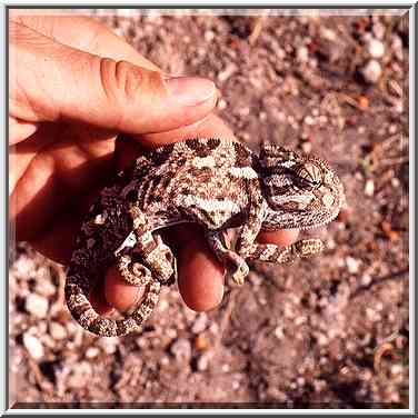 A chameleon catched on remains of Crusader ...[4 words]... The Middle East, September 19, 2001