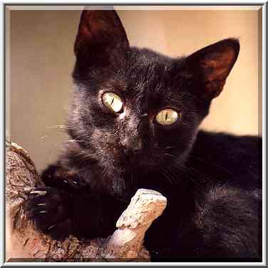 A cat on a tree at Haviva Reik St., Shekhuna ...[2 words]... the Middle East, September 21, 2001