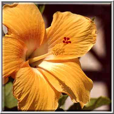 Hibiscus flower at Itzhak Rager St. near ...[3 words]... the Middle East, September 21, 2001