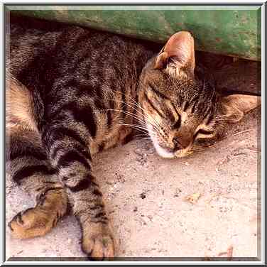 A cat resting in shade of a dumpster at Yavez ...[6 words]... the Middle East, September 21, 2001