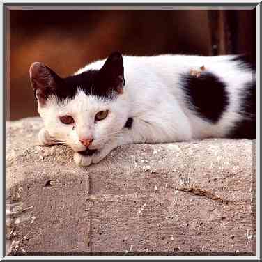 A waked cat resting on a concrete wall in ...[4 words]... the Middle East, September 21, 2001