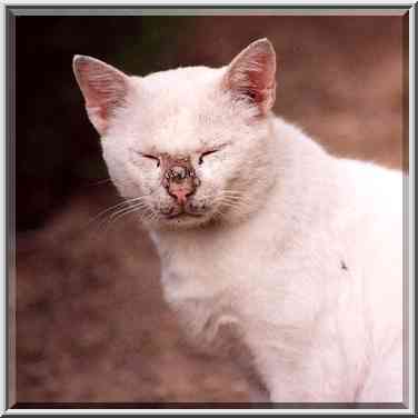 A white cat in Shekhuna Gimmel neighborhood. Beer-Sheva, the Middle East, September 22, 2001