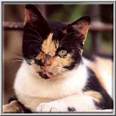 A one eye cat at Nili St. in Shekhuna Dalet ...[2 words]... the Middle East, September 22, 2001