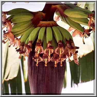 Banana flower and fruits at Arlozorov St. Beer-Sheva, the Middle East, September 27, 2001