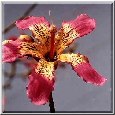 Flowers on trees with bottle-like trunk on Bialik ...[2 words]... the Middle East, September 27, 2001