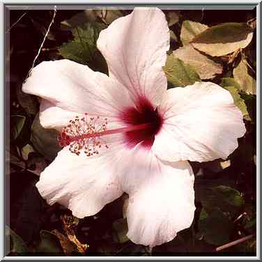 Hibiscus flower at Yerushalaym St. Beer-Sheva, the Middle East, September 27, 2001