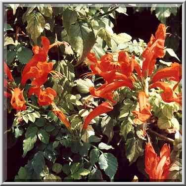 Flowers on bushes at Shaul HaMelekh St. Beer-Sheva, the Middle East, September 27, 2001